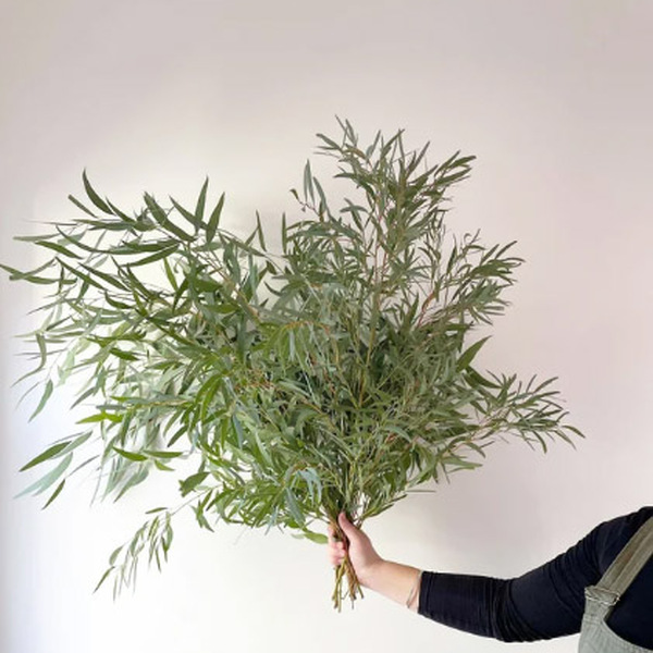 EUCALIPTO NICOLI ( FULLA PETITA )