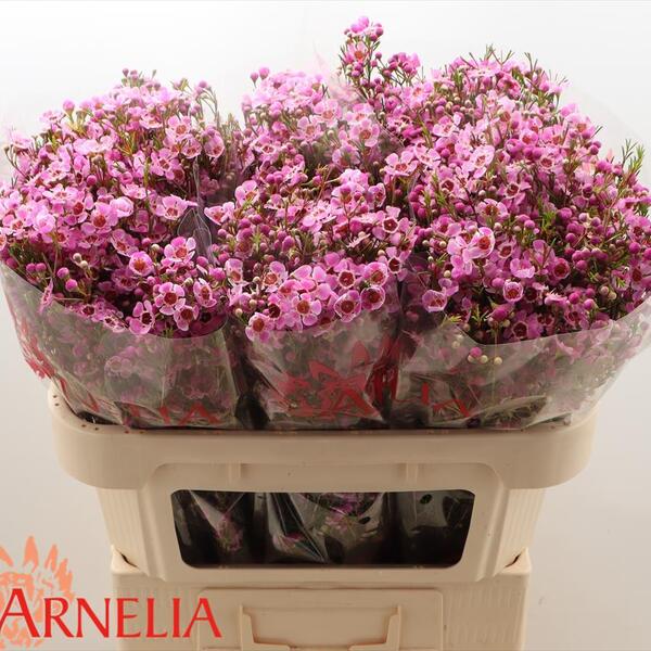 FLOR DE CERA *NIEK'S PRIDE* 70CM