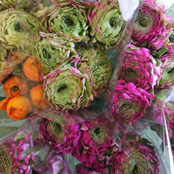 FRANCESILLA DOBLE "PEONIA" x 5/6 TALLS