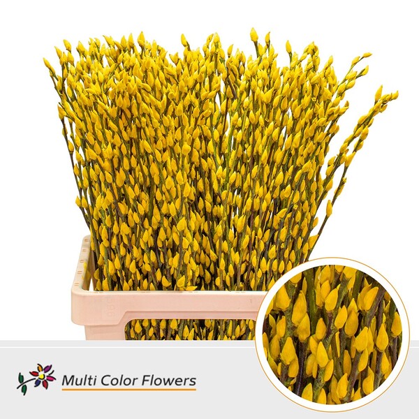 GATELL TENYIT GROC 70CM