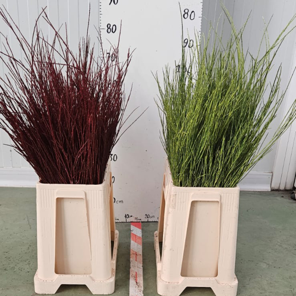 GINESTA TENYIT COLORS