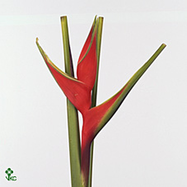 HELICONIA BIHAI