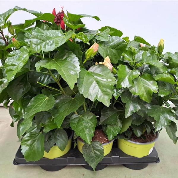 PLANTA HIBISCUS T17CM