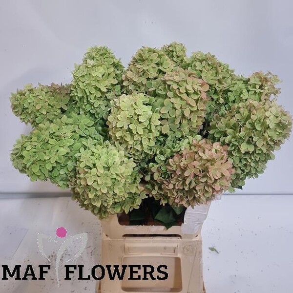 HORTENCIA MAG CANDLE 60CM