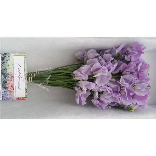 FLOR DE PESOL LAVENDEL 40CM