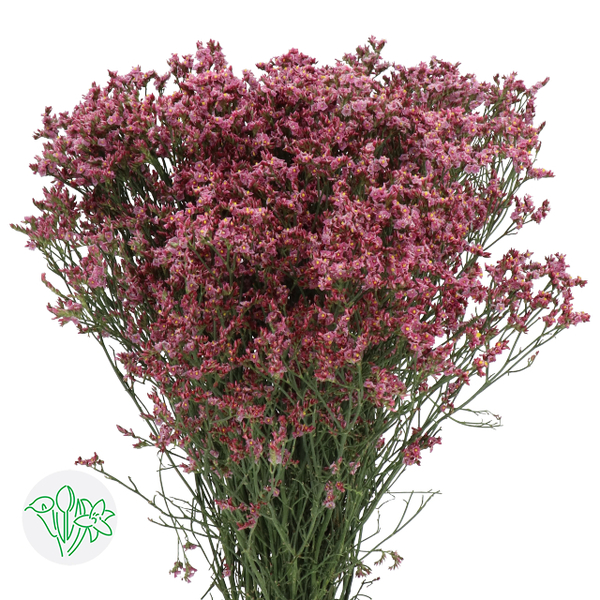 LIMONIUM CHINA X25 TALLS VERMELL