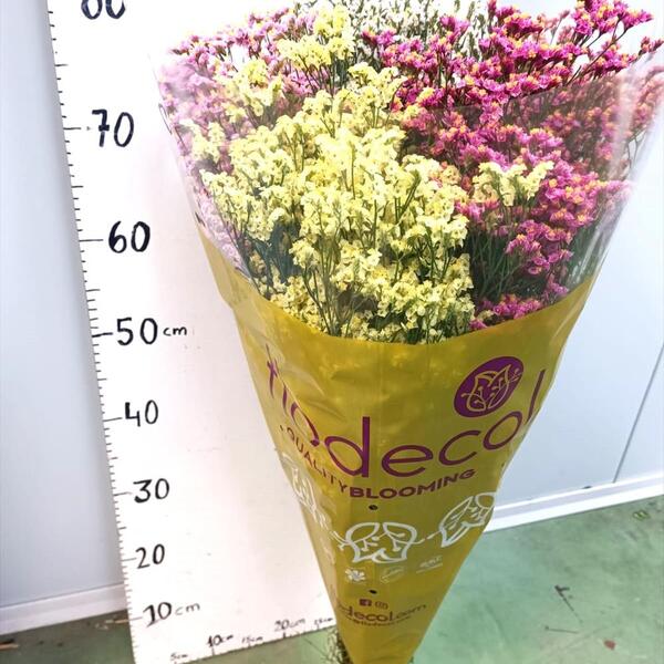 LIMONIUM MARESME CHINA -BOLA X5 COLORS-