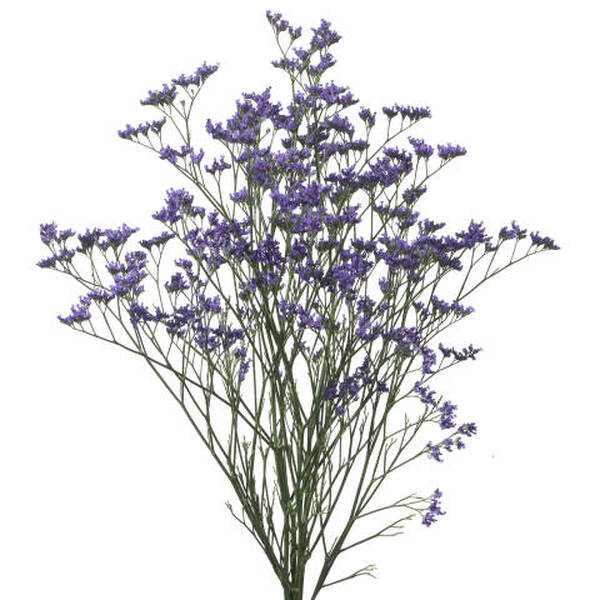 LIMONIUM KANSAS LILA EXT MARESME