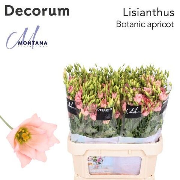 LISIANTHUS IMP. x10 *BOTANIC APRICOT* silvestre
