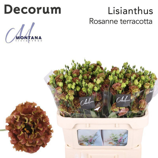 LISIANTHUS IMP. x10 *ROSANNE TERRACOTA*