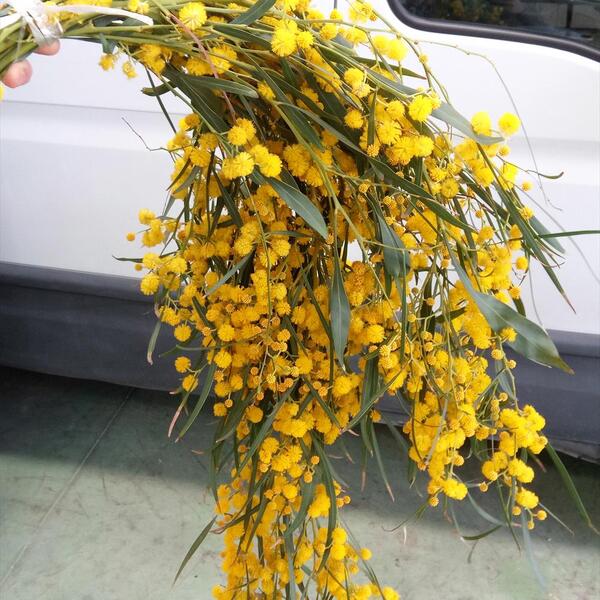 MIMOSA EXTRA FULLA VERDA LLARGA