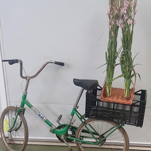 NARDO ROSA 1M