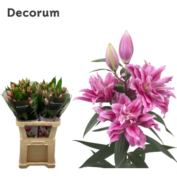 ORIENTAL *ROSELILY ISABELLA* 85CM  flor doble
