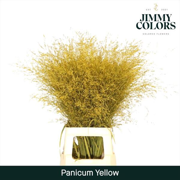 PANICUM FOU. TENYIT GROC 90CM