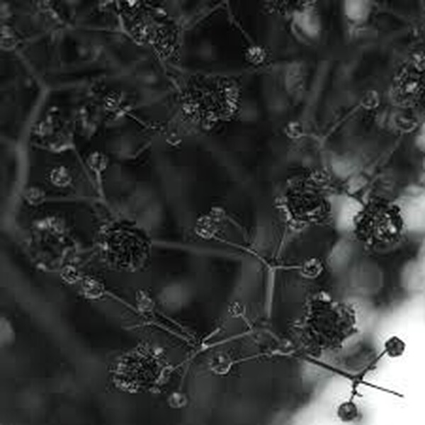 BOLA PANICULATA PINTAT NEGRE