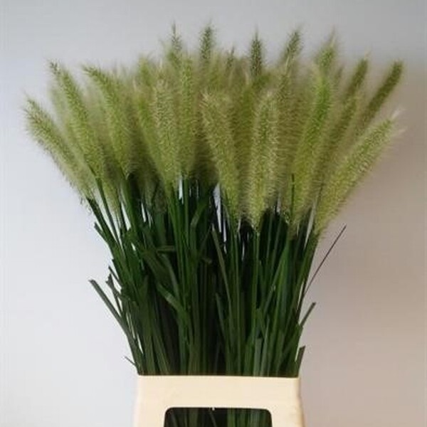 PENNISETUM BLONDIE 65CM