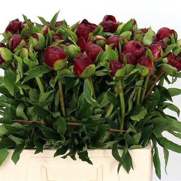 PEONIA *CHRISTMAS VELVET* 60CM