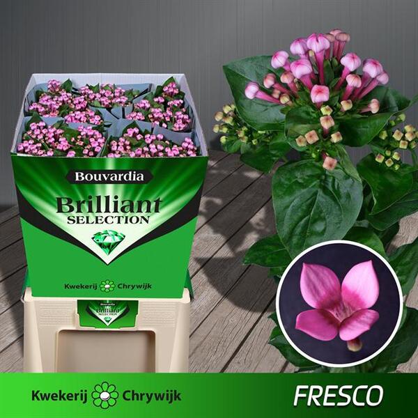 BOUVARDIA ROSA *ROYAL DAPHNE FRESCO* 50CM