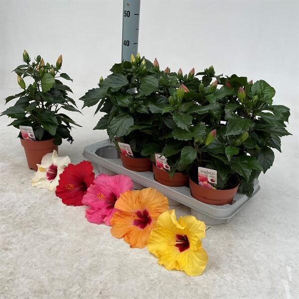 PLANTA HIBISCUS T13CM