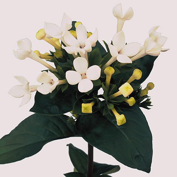 BOUVARDIA *ROYAL DAPHNE SUPREME* 50CM