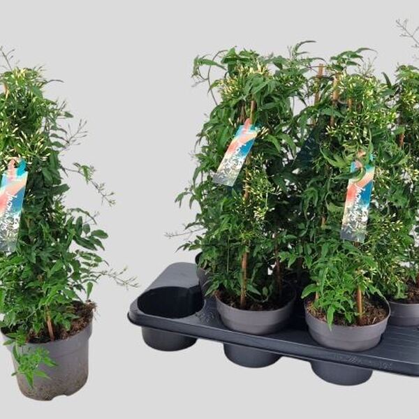 PL. JASMI POLYANTHUM T17CM 50CM