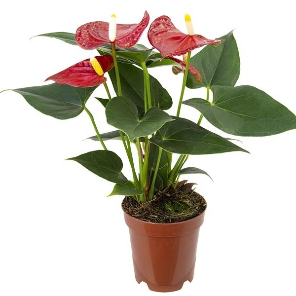 PLANTA ANTHURIUM T12CM VERMELL