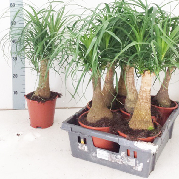 PL. BEAUCARNEA RECURVATA T17CM 60CM