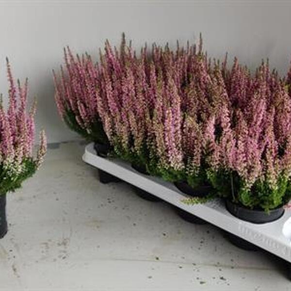 PLANTA CALLUNA ROSA T10,5CM X12