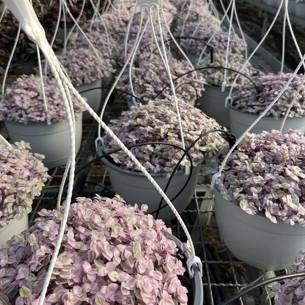 PL CALLISIA REPENS "PINK LADY" T22 (ganxo)