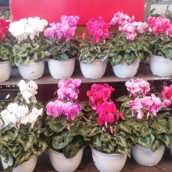 PLANTA CICLAMENT T23CM