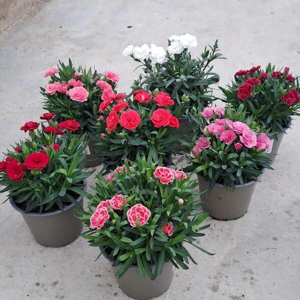 PLANTA DIANTHUS T14CM