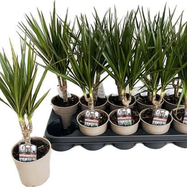 PL. DRACENA MARGINATA T12CM 40CM 1 TRONC