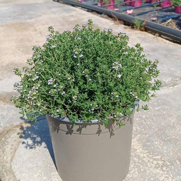 PLANTA FARIGOLA T17CM