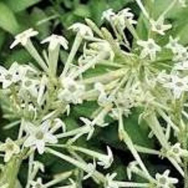 PLANTA LLESSAMÍ DE NIT (DAMA DE NOCHE)