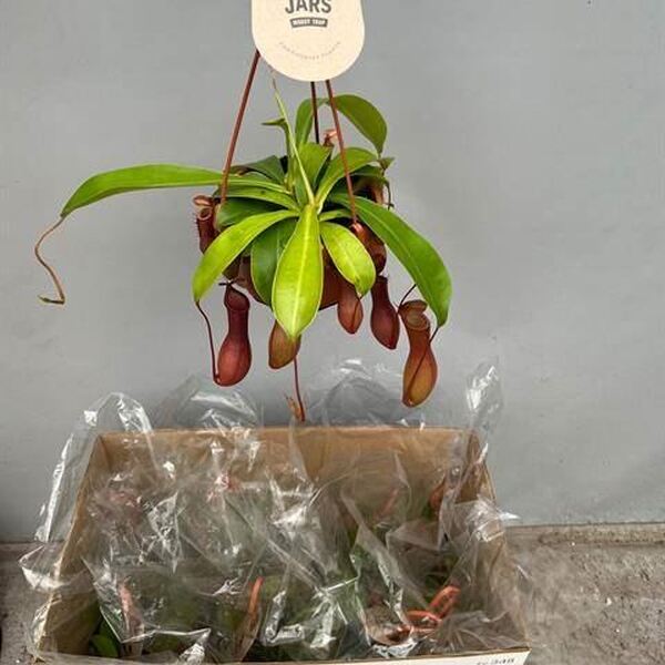PLANTA NEPENTHE T14CM