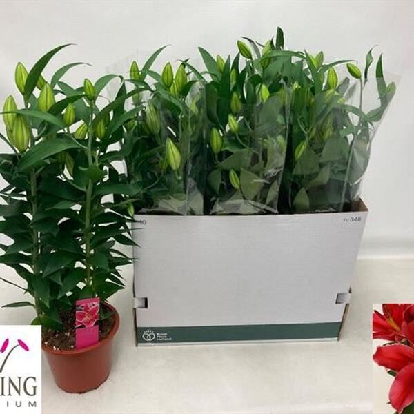 PL. LILIUM ORIENTAL T13CM VERMELL 55CM