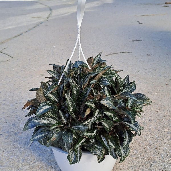 PLANTA PILEA T22CM