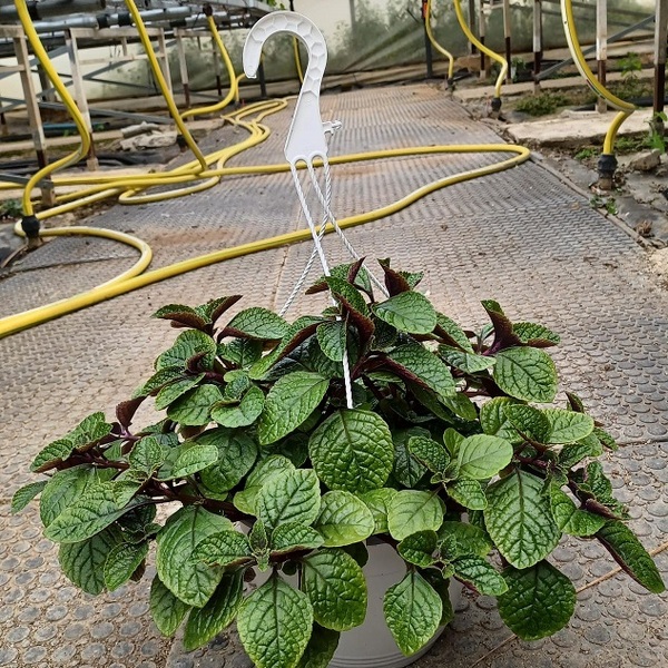 PL PLECTRANTHUS NICO T22 (ganxo)