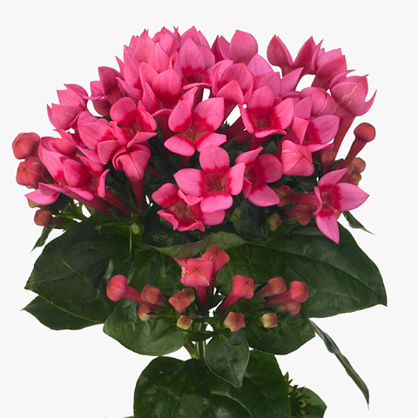 BOUVARDIA *ROYAL ROZA* 50CM