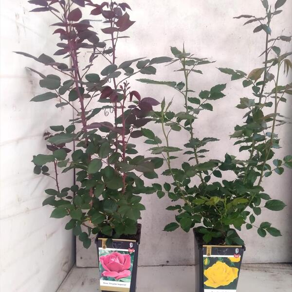 PL. ROSER GRANDIFLORA 3L. PERF.