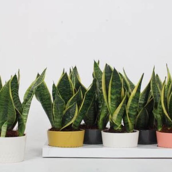 PL. SANSIVIERA TEST DECO T14CM 30CM