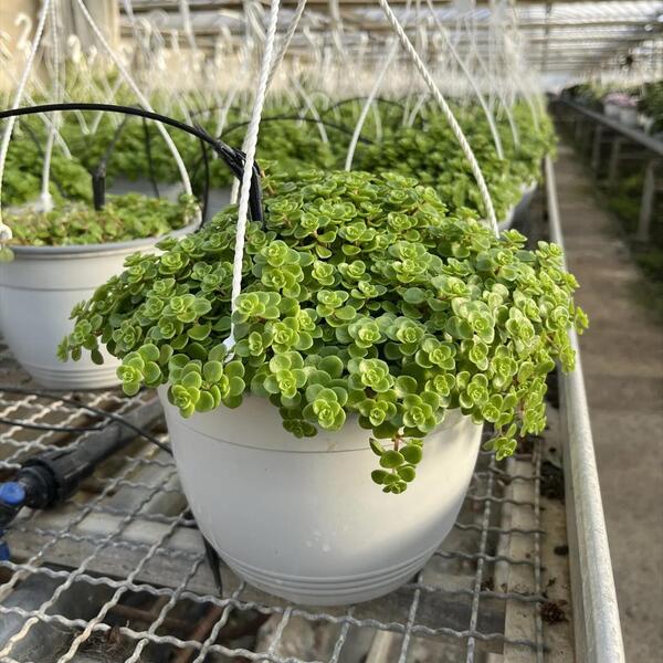 PL. SEDUM MIX T22CM
