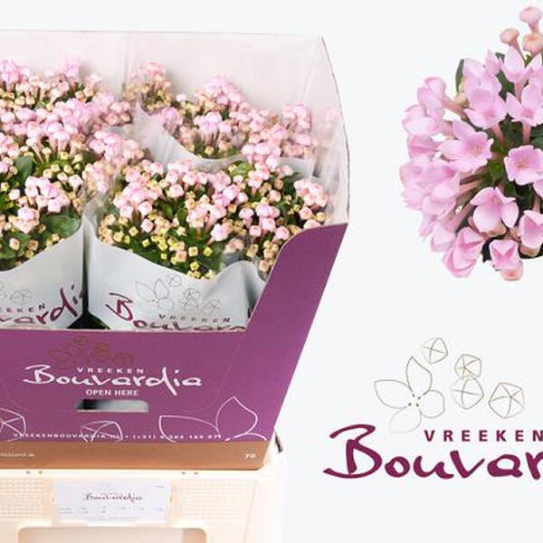 BOUVARDIA *SWEET ROZA* 50CM