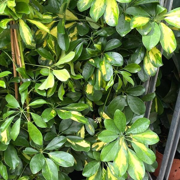 PLANTA SCHEFFLERA AMATE T22CM