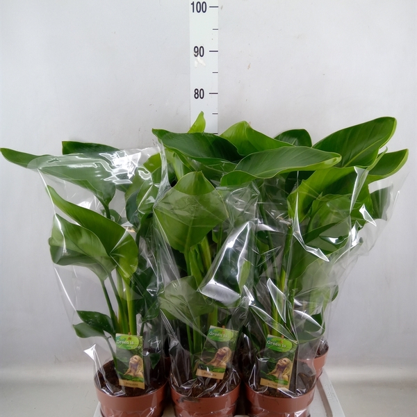 PLANTA STRELITZIA NICOLAI T17CM