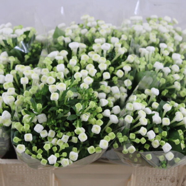 BOUVARDIA *WHITE SENSATION* 50CM