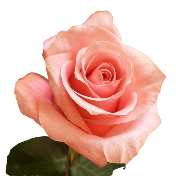 ROSA IMP. 40CM *BEE SWEET*