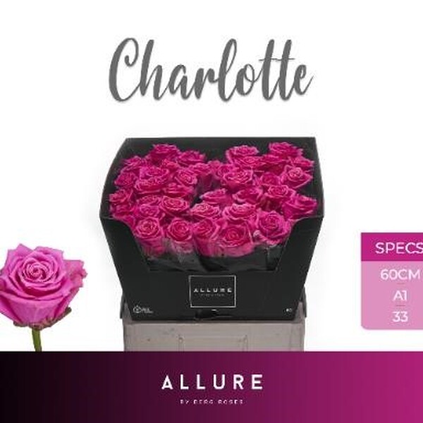 ROSA ROSA *CHARLOTTE* 60CM