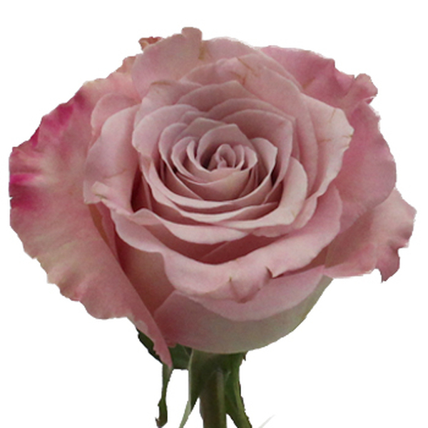 ROSA IMP. 40CM *FAITH* 