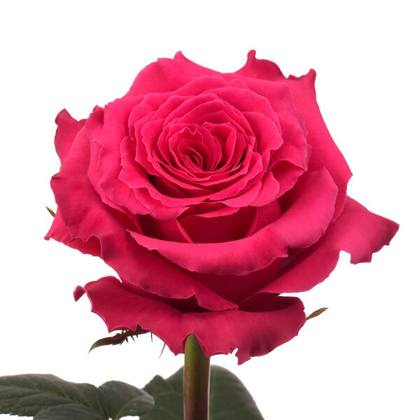 ROSA IMP. 50CM *FULL MONTY*